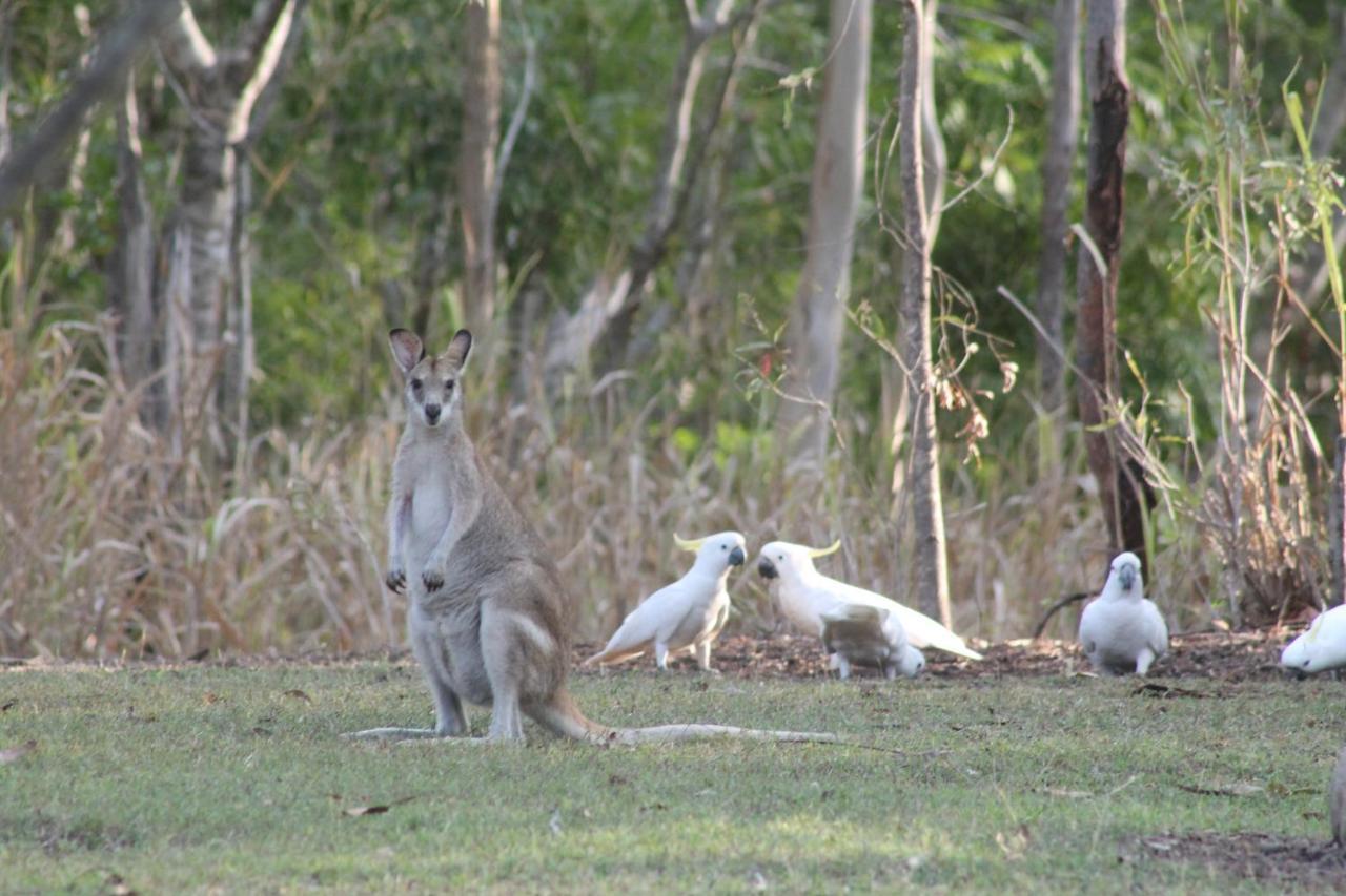Airlie Beach Eco Cabins - Adults Only Bagian luar foto